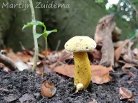 Narcisridderzwam [Tricholoma sulphureum]
